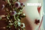 [WANIMAL Royal Movement] Tumblr Hakusushi Makoto[50P] 43rd Term (50P)